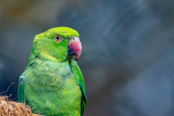 Peut-on adopter un animal nocturne comme animal de compagnie?