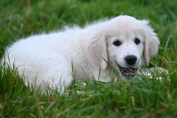 Comment élever des chats Sphinx