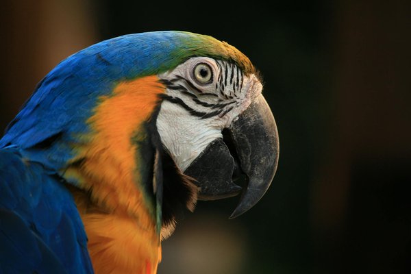 Zoom sur les coquillages préférés des Bernard l'hermite