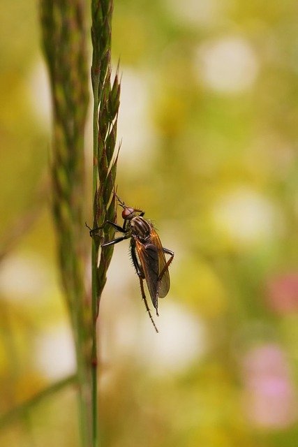 Nématodes anti mouches des terreaux : solution écologique efficace